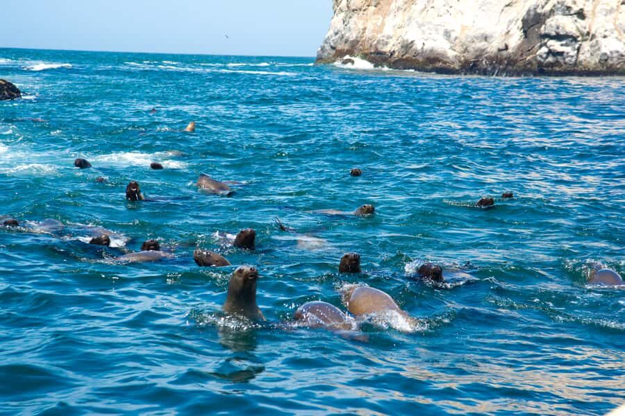 Lima: Sea Lion Swim and Wildlife Palomino Islands Cruise - The sea lion swim: the part you’ll feel in your legs