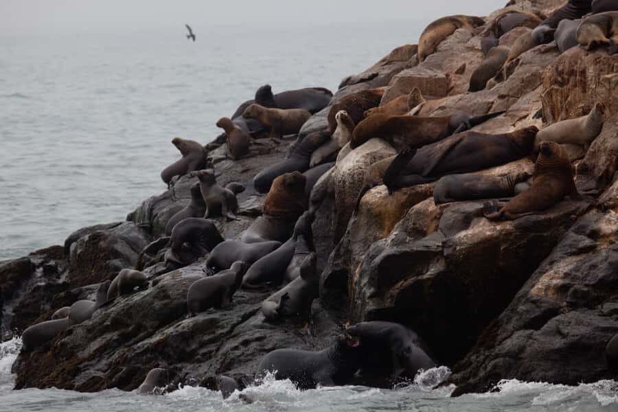 Lima: Sea Lion Swim and Wildlife Palomino Islands Cruise - San Lorenzo Island: marine bioreserve and Lima’s coastal chapter