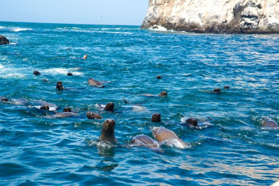 Lima: Sea Lion Swim and Wildlife Palomino Islands Cruise - Humboldt penguins and guano birds on the cruise back