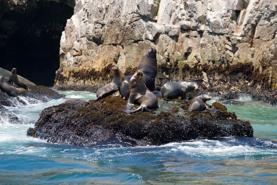 Lima: Sea Lion Swim and Wildlife Palomino Islands Cruise - Cold water planning: 7 to 19°C isn’t a typo