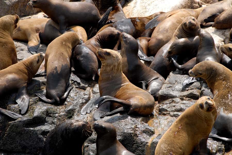 Lima: Sea Lion Swim and Wildlife Palomino Islands Cruise - What’s included vs what costs extra