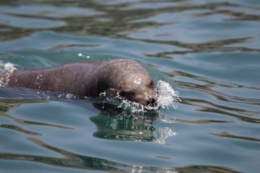 Lima: Sea Lion Swim and Wildlife Palomino Islands Cruise - Where to start in La Punta (and how to not waste time)