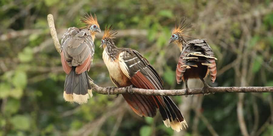 Living Nature from Cusco: 3 Days Manu Jungle all inclusive - Key things that make this Manu tour worth your time