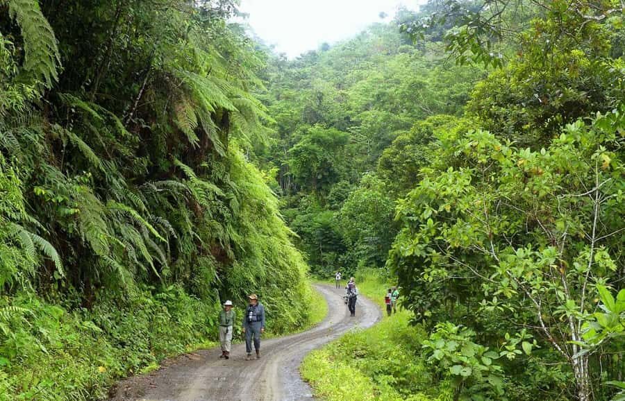 Living Nature from Cusco: 3 Days Manu Jungle all inclusive - Day 2: Atalaya, Amazon Manu Lodge, Machuwasi Lake, and the jungle at night