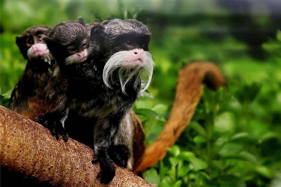 Living Nature from Cusco: 3 Days Manu Jungle all inclusive - Day 1: Lupaca tombs, Paucartambo, and cloud-forest wildlife