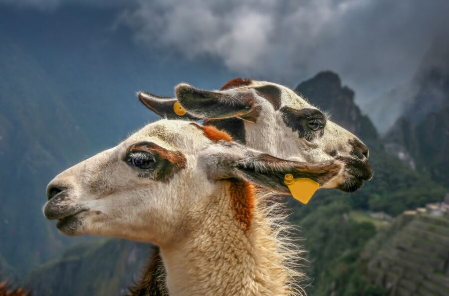 Machu Picchu: Private Full-Day Tour with Afternoon Entrance - Practical stuff to bring (and what Machu Picchu doesn’t allow)