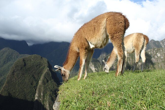 Machu Picchu Tour From Cusco Full Day - The Real Timing: What 12 to 13 Hours Looks Like for You