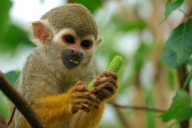 Manu Adventure (4 Days) - Lodging and food: comfortable stays deep in the rainforest