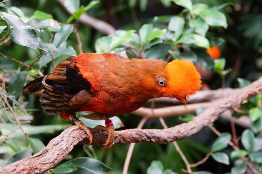 Manu National Park Tours from Cusco 5 Days - Quick Hits You’ll Care About