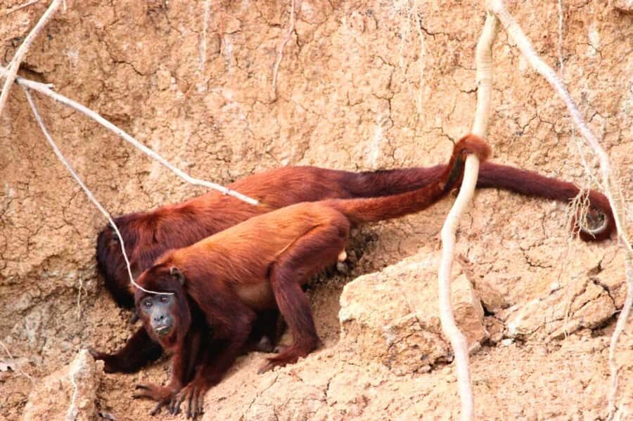 Manu National Park Tours from Cusco 5 Days - Tres Cruces and Wildlife Spotting: How You Get Better at Seeing