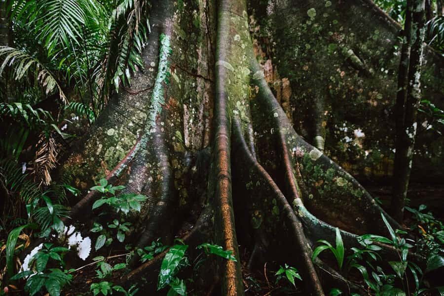 Manu National Park Tours from Cusco 5 Days - Bambu Lodge: Your First Night in the Manu Transition Zone