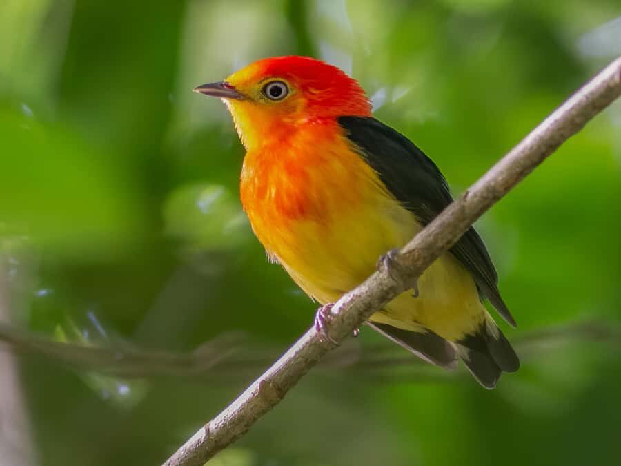 Manu National Park Tours from Cusco 5 Days - Soga de Oro and the Parrot Boat Ride: Morning Wildlife Timing