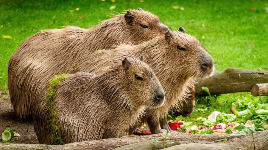 Manu National Park Tours from Cusco 5 Days - Day 4: Back to Bambu Lodge and Another Jungle Trail