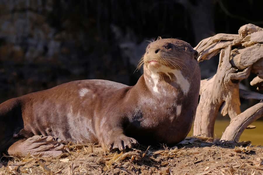 Manu National Park Tours from Cusco 5 Days - Included Meals and What That Means for Your Budget