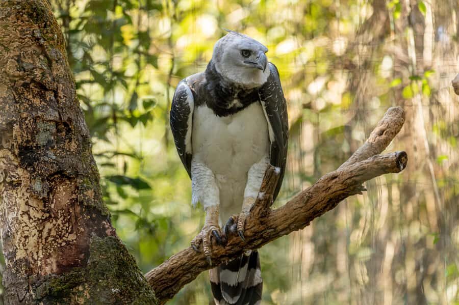 Manu National Park Tours from Cusco 5 Days - Cusco to Bambu Lodge via Paucartambo: Culture Before the Jungle
