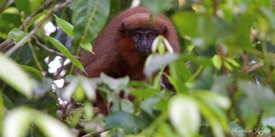 Monkey Island + Lake Sandoval 2D/1N - Where You Go: Tambopata Country, Not Just One Zoo-Style Stop