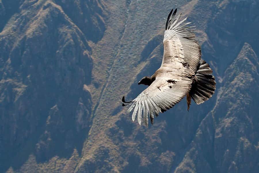 Offer Price: Colca Canyon One Day in Arequipa with Breakfast - FAQ
