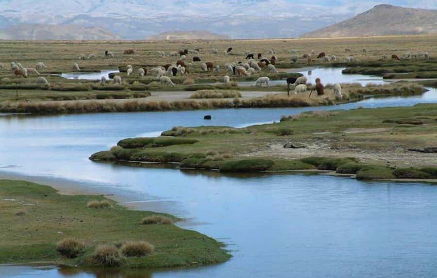 Offer Price Tour Salinas Lagoon and National Reserve 8 hours - Laguna de Salinas: the mirror effect you came for