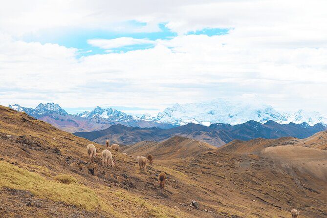 Palccoyo Rainbow Mountain Full Day Tour from Cusco - Stop 2: Checacupe bridges and the Inca bridge option