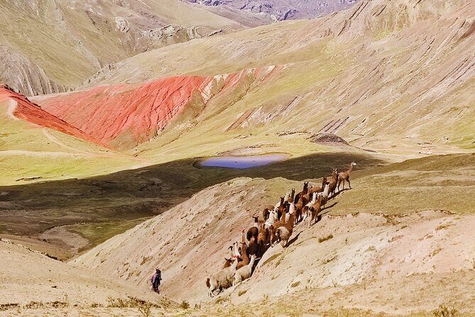 Palccoyo Rainbow Mountains Full Day Tour from Cusco - The 4,900-meter walk at Palccoyo: colors, alpacas, and controlled pacing