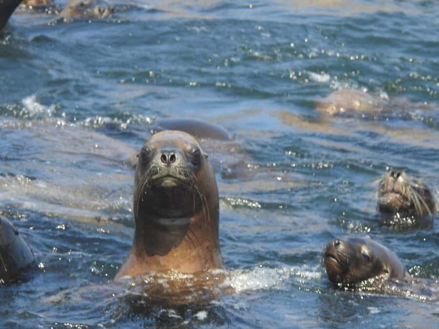 Palomino Islands Yacht Tour and swim alongside the sea lions - Key things you should know before you go