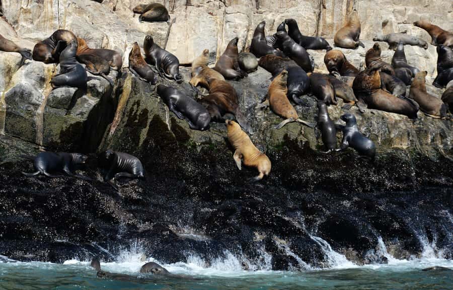 Palomino Islands Yacht Tour and swim alongside the sea lions - What the timing looks like (and why it matters)