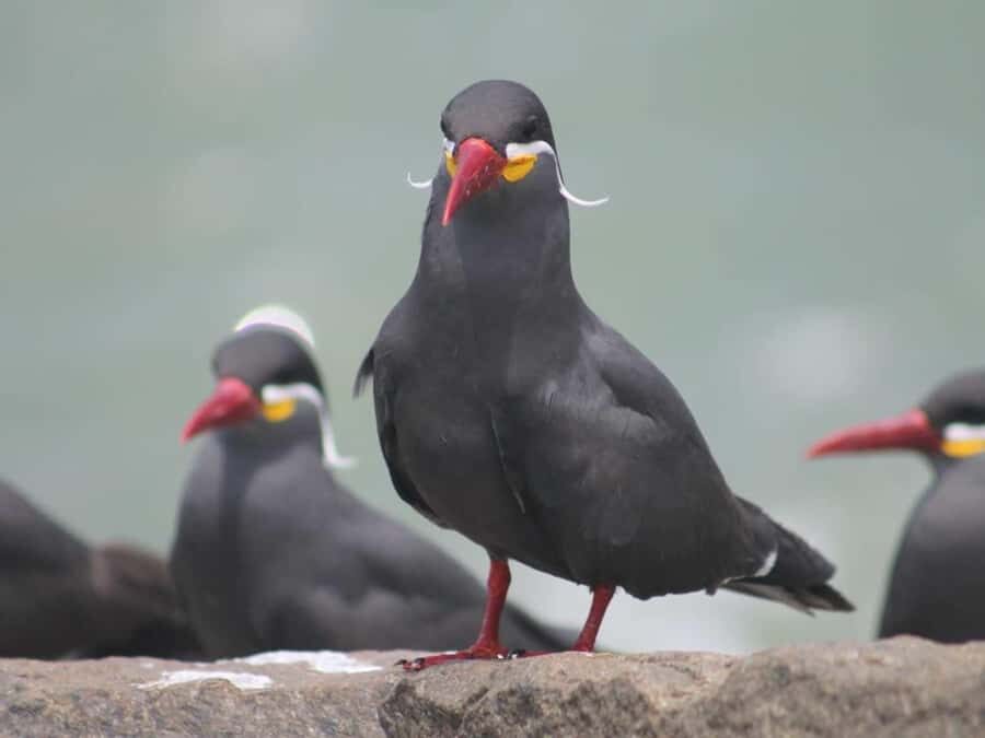 Palomino Islands Yacht Tour and swim alongside the sea lions - Price and value: $125 for a short, high-impact experience
