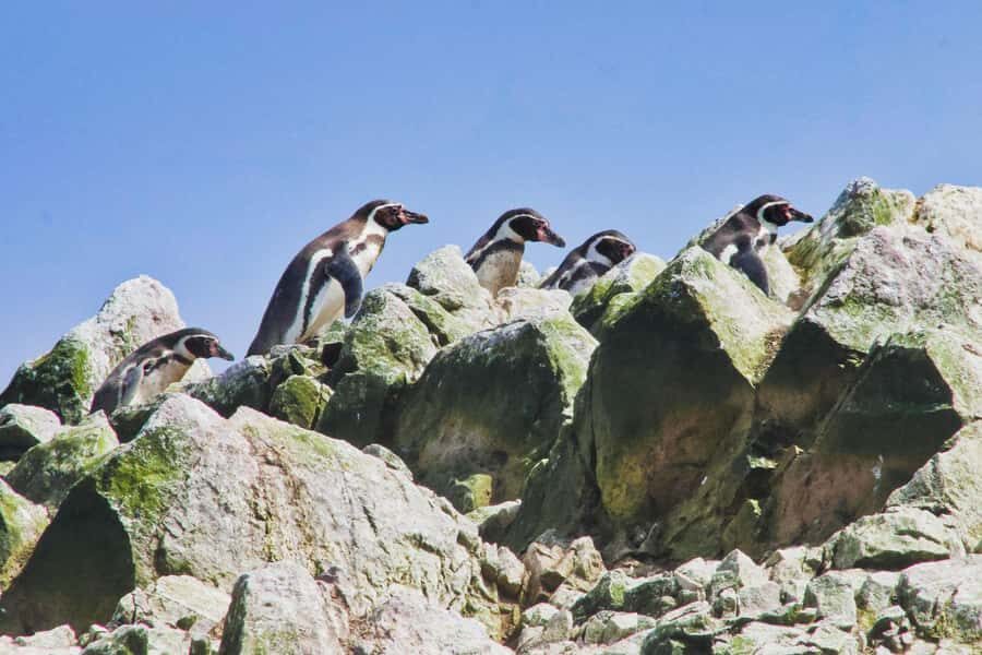 Paracas: Ballestas Islands and Candelabra of Paracas Boat - Quick hits: what makes this Paracas tour worth your time