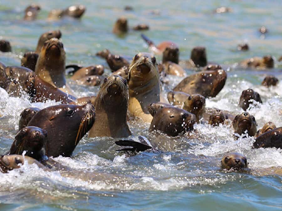 Paracas: Ballestas Islands and Candelabra of Paracas Boat - Ballestas Islands wildlife: sea lions, penguins, and bird chaos (in a good way)