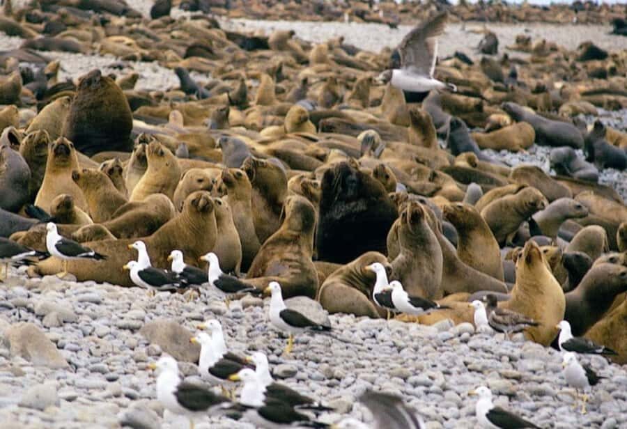 Paracas: Ballestas Islands and Candelabra of Paracas Boat - Price and value: what $25 buys you in Paracas