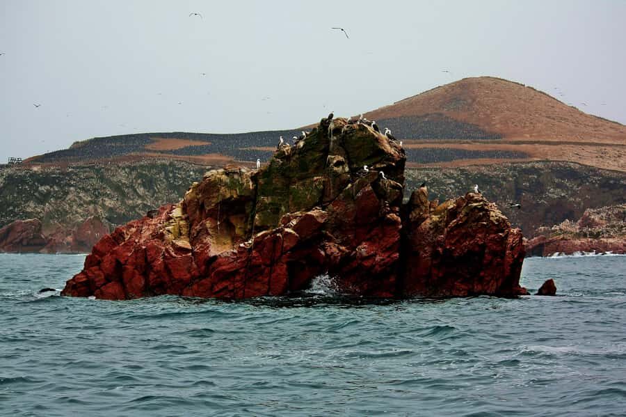 Paracas: Ballestas Islands and Candelabra of Paracas Boat - Who should book this Paracas boat tour?