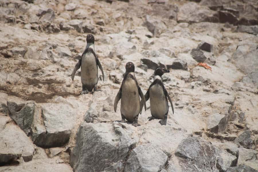 PARACAS: BALLESTAS ISLANDS AND NATIONAL RESERVE - Key Things I’d Watch For