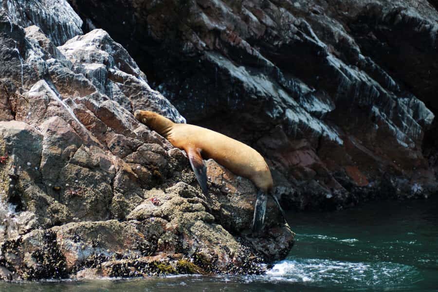 PARACAS: BALLESTAS ISLANDS AND NATIONAL RESERVE - The 45-Minute Buffer: Drink, Walk, Reset