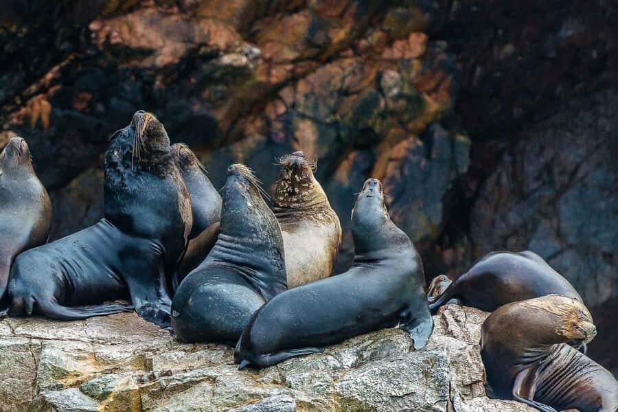 Paracas: Ballestas Islands Boat tour - Islas Ballestas - Who should book this Ballestas Islands boat tour