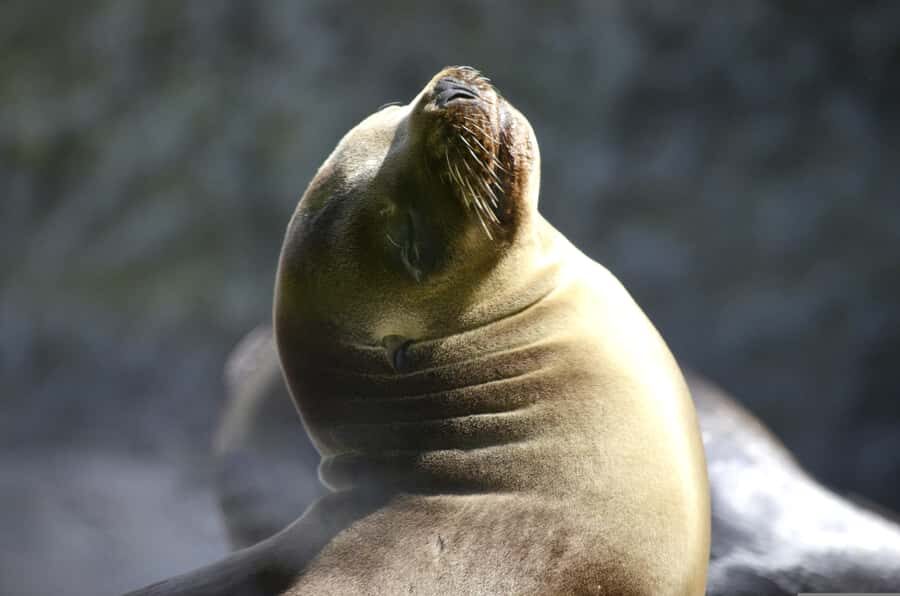 Paracas: Ballestas Islands Boat tour - Islas Ballestas - What to bring for the El Chaco to Ballestas ride