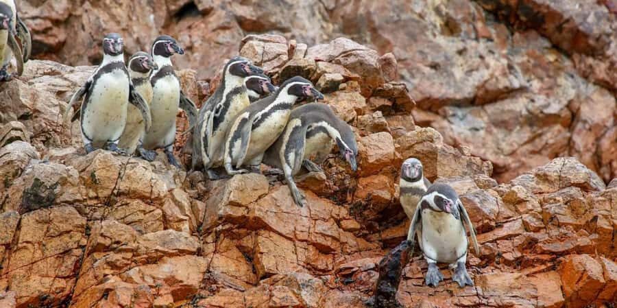 Paracas: Ballestas Islands Boat tour - Islas Ballestas - El Chaco Pier start: what the first moments feel like