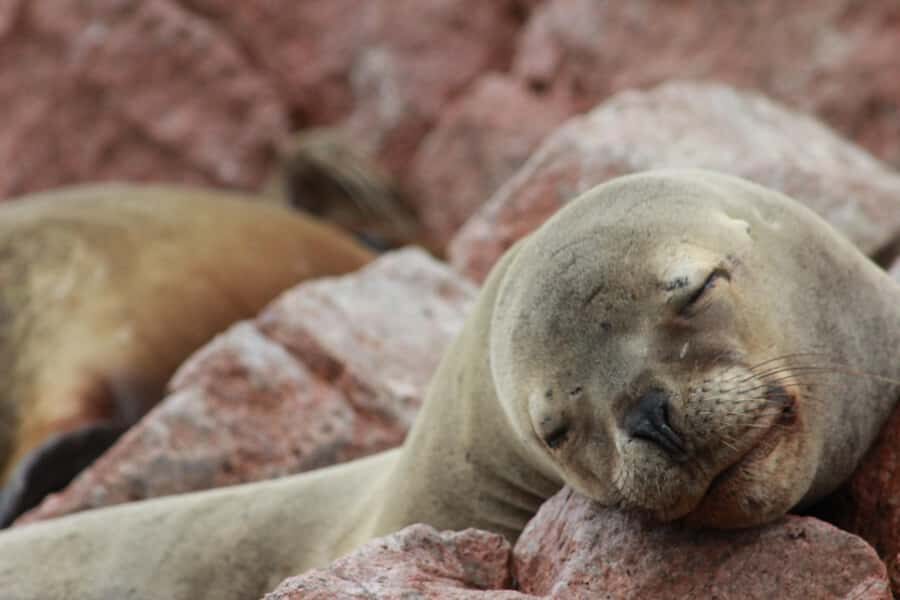 Paracas: Ballestas Islands Guided Boat Tour - Key Things I’d Watch For