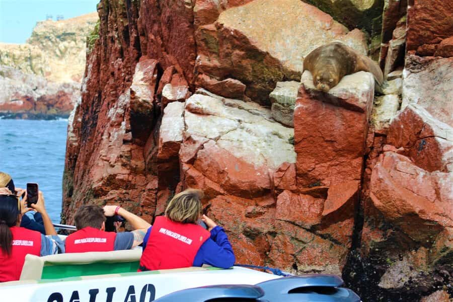Paracas: Ballestas Islands Guided Boat Tour - Ballestas Islands wildlife: sea lions, seabirds, and Humboldt penguins