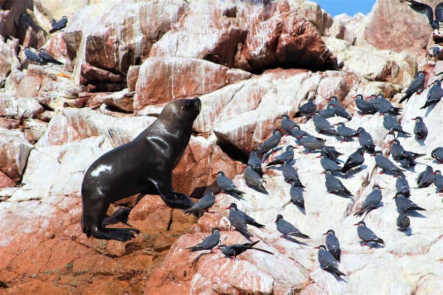 Paracas: Ballestas Islands Guided Boat Tour - Cruising arches and caves: geology that makes the ride fun