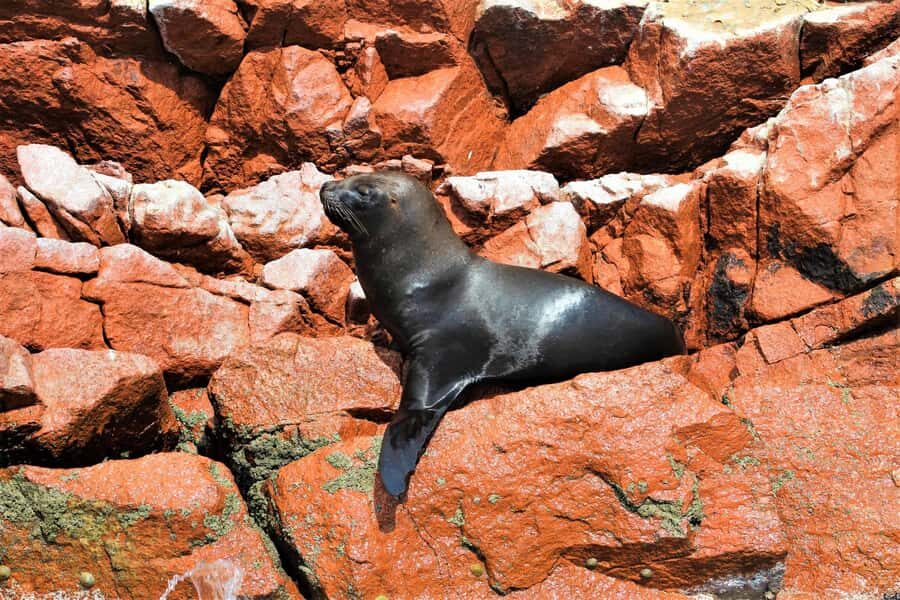 Paracas: Ballestas Islands Guided Boat Tour - The full 2-hour flow: what you’ll likely do first, second, and last
