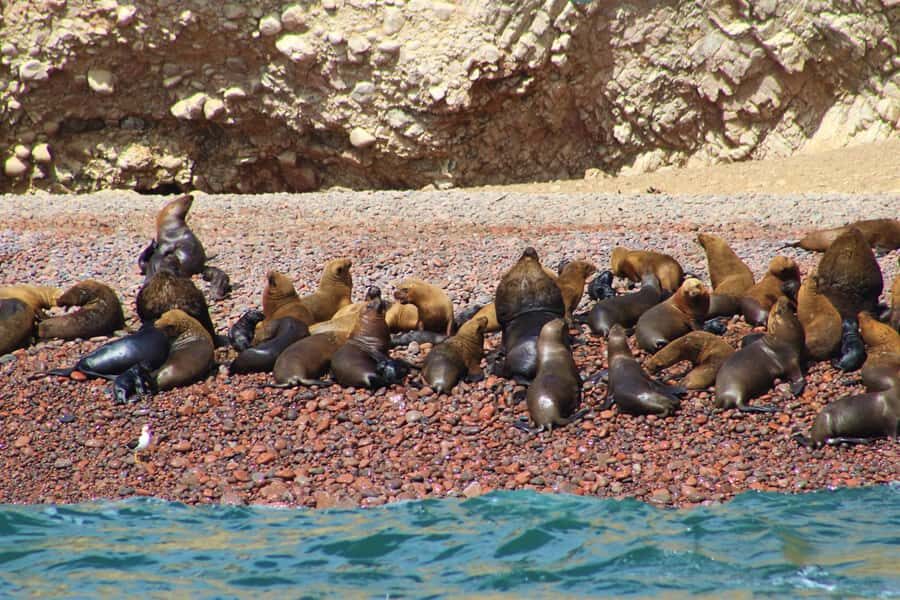 Paracas: Ballestas Islands Guided Boat Tour - Safety and comfort on the speedboat