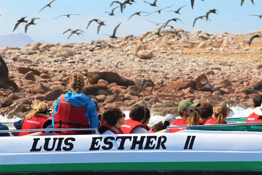 Paracas: Ballestas Islands Guided Boat Tour - Price and value: why $20 can work if you plan around it