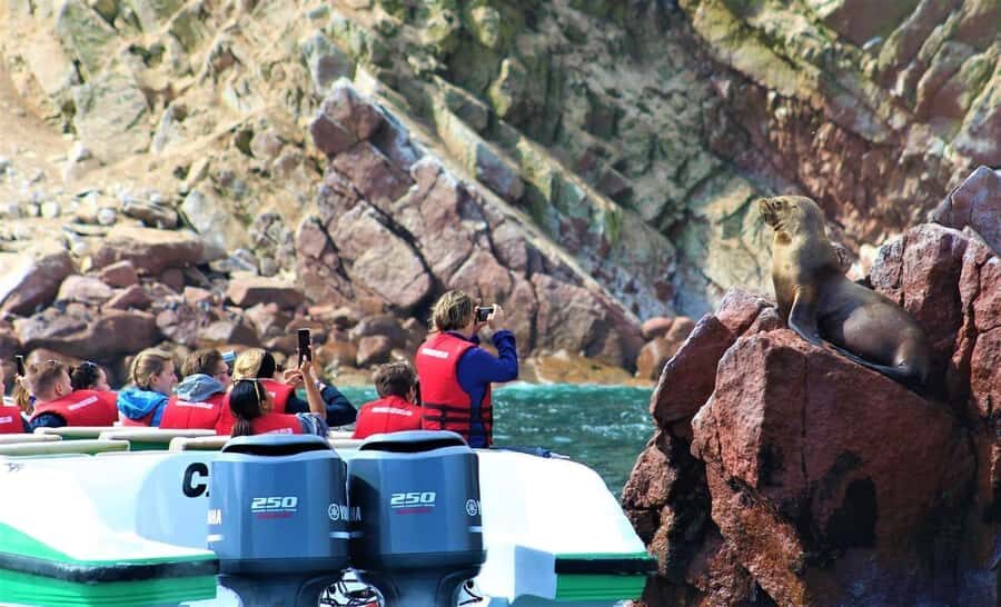 Paracas: speedboat BALLESTAS ISLANDS TOUR - Speedboat to Ballestas Islands: what makes this outing worth it