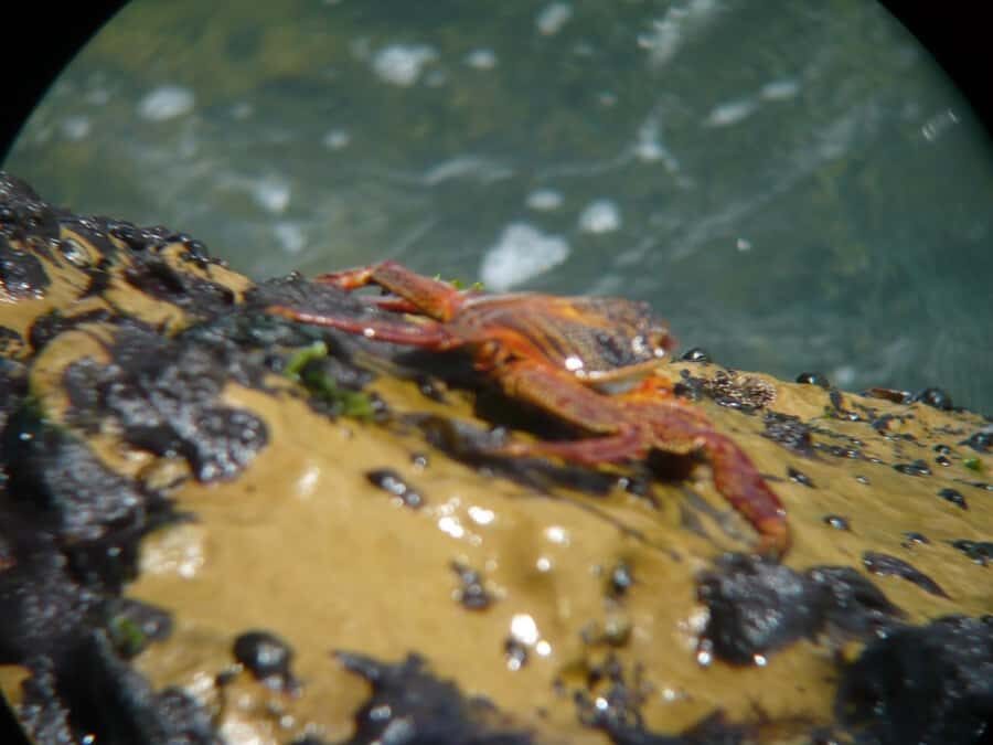 Paracas:Private Tours Paracas National Reserve all inclusive - Flamingos by the water: the short walk that sets the tone