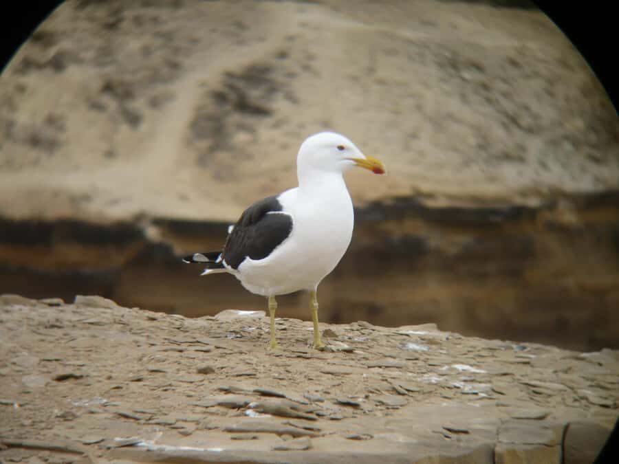 Paracas:Private Tours Paracas National Reserve all inclusive - Istmo viewpoint: highest point energy without heavy hiking