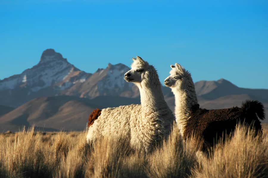 Pisaq, Ollantaytambo, Chinchero - Sacred Valley Experience - Pisac ruins and terraces: what you’ll notice when you’re up there
