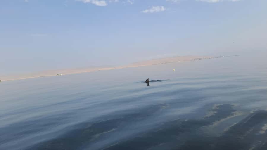 Private Tour: Ballestas Island & Huacachina Oasis, from Lima - Key things I’d zero in on before you go