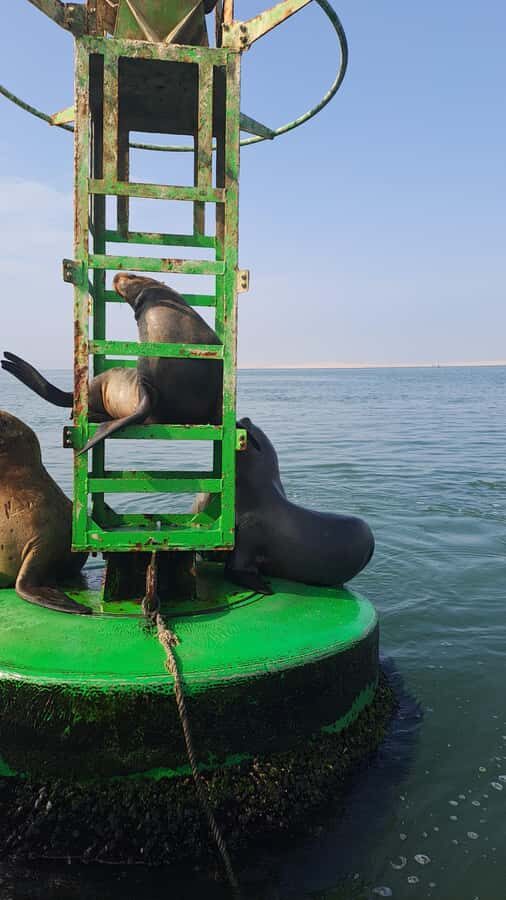Private Tour: Ballestas Island & Huacachina Oasis, from Lima - Huacachina Oasis and desert action: dunes, sandboard, and buggies