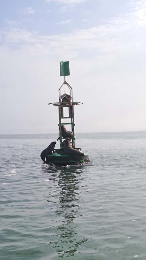 Private Tour: Ballestas Island & Huacachina Oasis, from Lima - Who should book this private Ballestas and Huacachina day