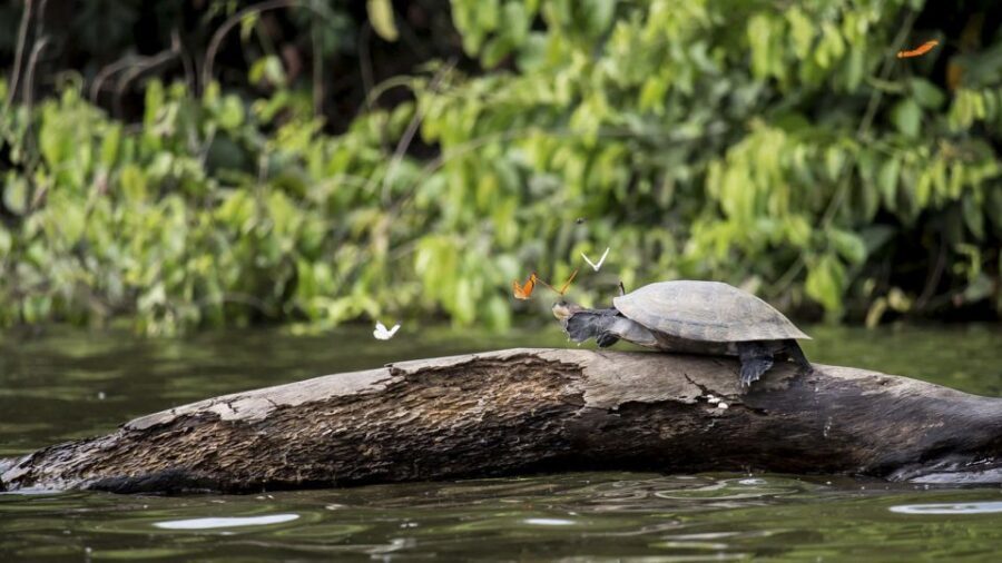 Puerto Maldonado: 2-Day Peruvian Tambopata Jungle Trip - Should you book this 2-day Tambopata jungle trip?